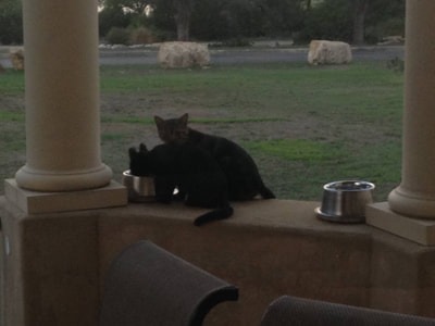 0280957099839536c93ae40cd88603e3