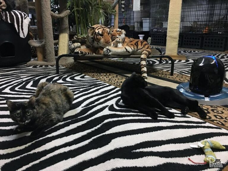 16177771-742006032615541-5505945077909340953-o_orig