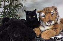 a76c1f69a9c7a647ab60d1b23ea68c92_orig